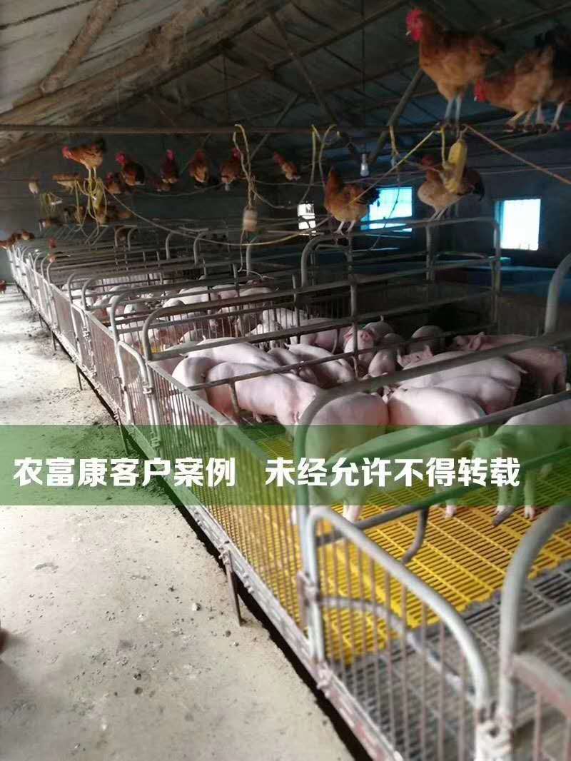 养猪怎么能降低成本益生菌发酵饲料养猪省30%饲料成本 猪用益生菌剂