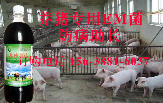 养猪专用的益生菌剂哪里有卖 养猪用em菌的好处