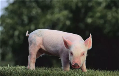 越南：政府采取措施使猪肉价格回到正轨！