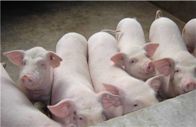 我国科研人员发现：一家猪品种具有非瘟抗性！