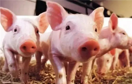 2019净利猛增近200% 新希望养猪“大跃进”！