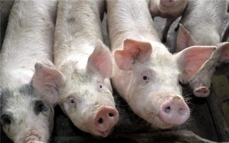 傲农生物：拟与曲阳瑞升合作 建设存栏1万头母猪的生态循环养殖场