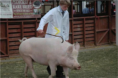 2020年04月07日最新生猪、饲料价格-保力胺特约报价
