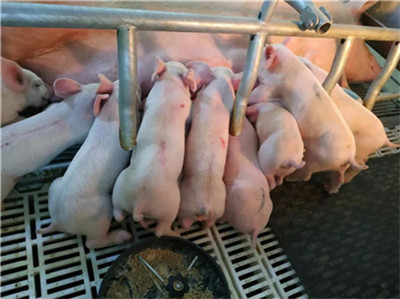2020年04月09日猪价、饲料行情最新价格