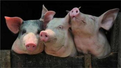 四家猪企披露3月销售情况，谁家猪卖得最贵？