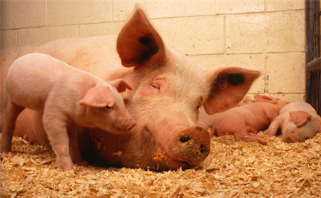 统计局：3月份CPI同比上涨4.3% 猪肉价格上涨116.4%