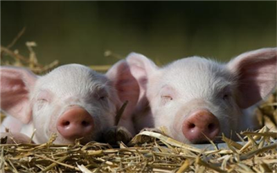 美国：因疫情影响，最大猪肉企业无限期关闭一家加工工厂