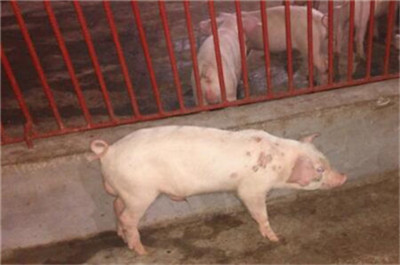 生猪企业一季度业绩开始兑现 饲料销售表现预计将超预期！