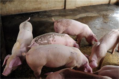 澳大利亚：新冠肺炎可能会影响非洲猪瘟的检测和防控工作