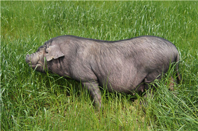 上市猪企集体报喜 超级猪周期拉长 猪价或全年维持高位
