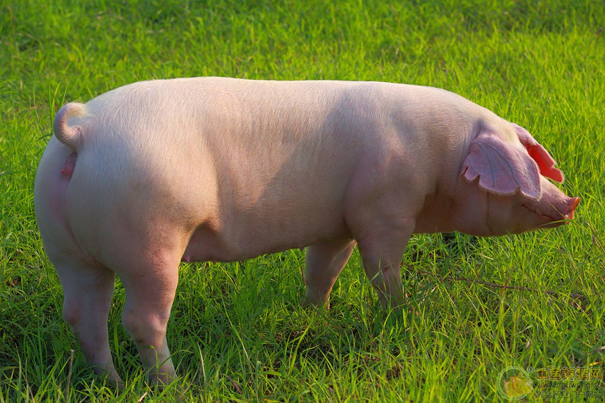 好成绩！江西生猪产能连涨数月，猪价稳中震荡！