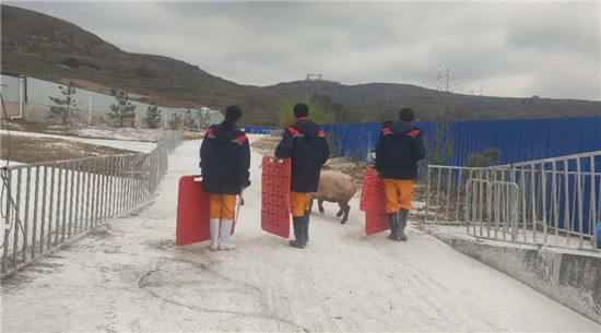 4月18日，京鹏环宇畜牧合作打造的唐人神天水君高复本农业有限公司第一批生猪入场。