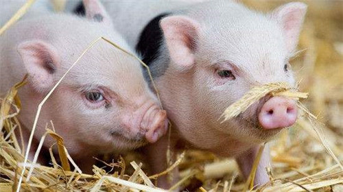 因疫情销量大跌，美国养猪场考虑给猪“安乐S”