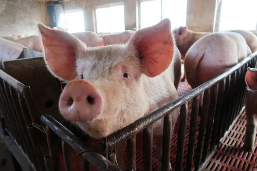 全球恐面临肉类短缺，多国肉类加工厂停工，猪价涨定了？ 　　