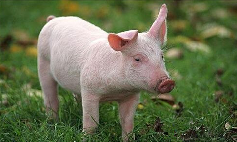 美国一猪肉加工厂890名员工感染！紧盯中国市场？