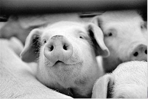 “全进全出”生猪养殖管理模式好处多，猪场实行要注意哪些问题？