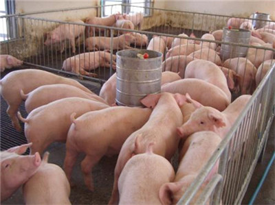 大型猪企期待完善产业套保链条 期盼生猪期货上市！