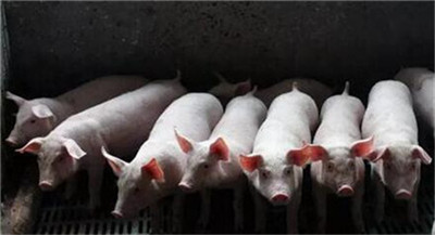 “解析生猪产业 备战生猪期货”，饲料及仔猪在生猪养殖成本中占比最大