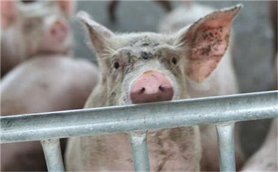 美国肉荒：生猪价格暴跌 人造肉销量飙升