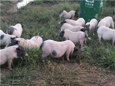 2020年04月29日：全国500个农村集贸市场仔猪均价