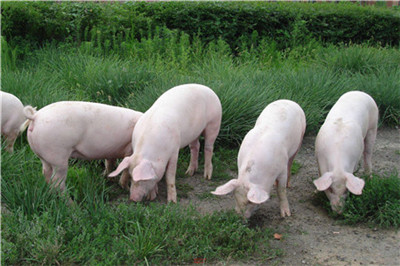 5月12日猪价：跌幅扩大，猪价“染绿”全国，有救？