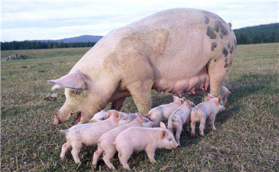 2020年04月01日：全国500个农村集贸市场仔猪均价