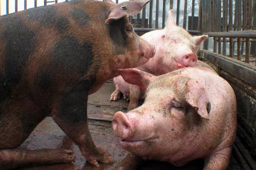 全国规模以上生猪定点屠宰企业屠宰量 （2020年1月）
