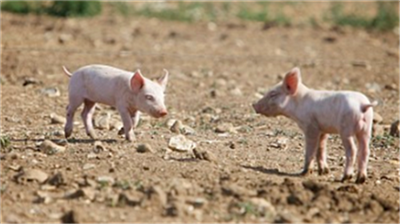 全球生猪、猪肉供需概况：中国猪肉消费量降幅较为明显
