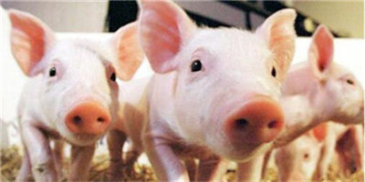 美媒：生猪养殖户遭遇“至暗时刻”