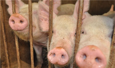 房企涉足养猪业，生猪期货交易有助于其套期保值！