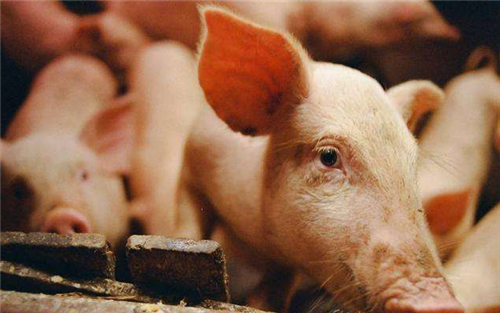 大家可不要轻视这个问题---养猪谨防霉菌毒素中毒