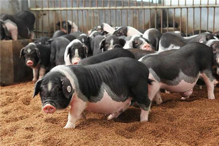 中国主流市场出栏外三元、内三元及土杂商品大猪综合日均价上涨，全国生猪出栏综合日均价27.44元每公斤，相比昨天上涨0.55%。