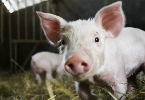 “双疫情”下如何重振猪产业？全国政协委员刘永好建言献策