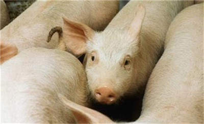 曝出7起质量问题后，中国宣布停止进口印度猪肉