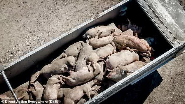 美千余头生猪被生产商残杀，60度高温蒸烤活活致死，猪哭声太瘆人