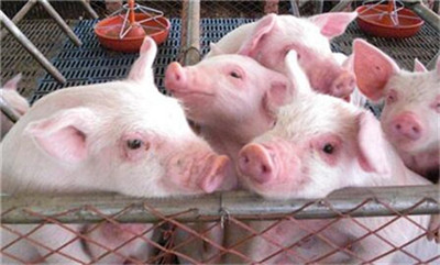 猪肉进口受阻，四季度或有所恢复！