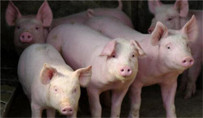 非洲猪瘟疫情对家猪的威胁越发严重