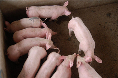 韩国猪价飙升至15元/斤，同比涨22%