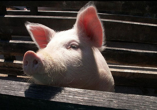 你家的猪为啥得了“红眼病”？我猜它是“嫉妒”隔壁猪场的好环境