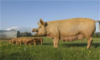 美国猪肉供应几近中断 国内进口降幅进一步扩大
