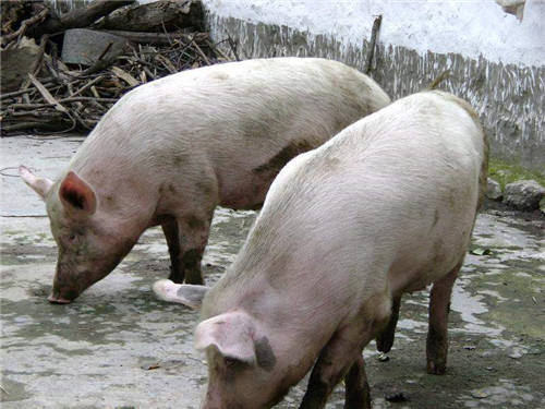养猪大户告诉你母猪产后无乳不采食的原因及预防措施