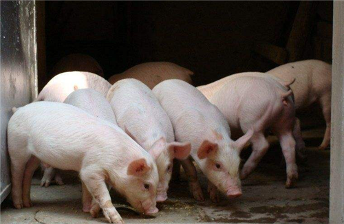 冯永辉：生猪市场缓慢攀升，南北价差缩小至3元/公斤！