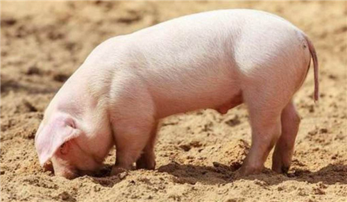 海外分析师：中国猪肉需求强劲 行业景气度望延长