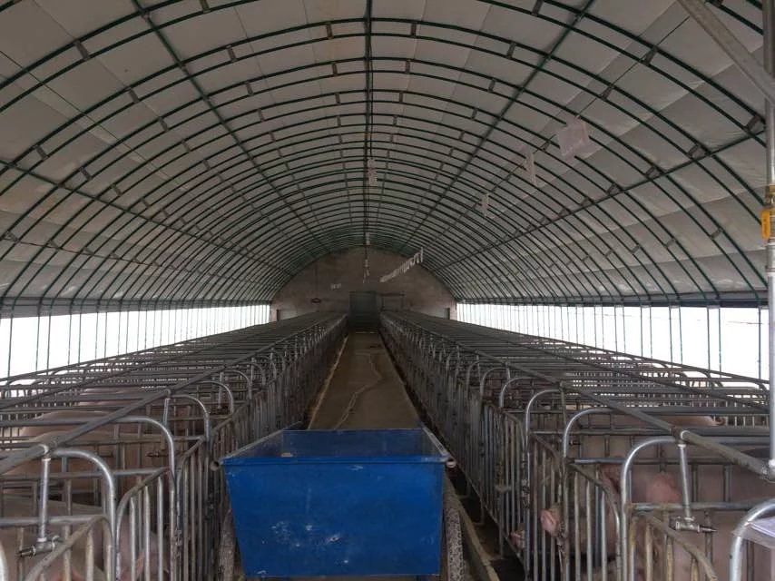 山东养殖大棚厂生产养猪大棚 养猪设备