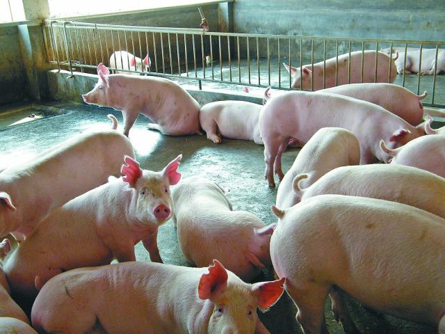 养猪场的猪粪如何处理？