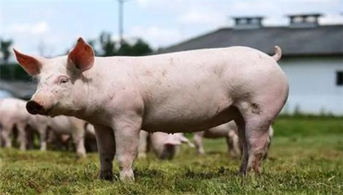 农村养猪：仔猪断奶为什么容易拉稀？这些预防措施简单有效