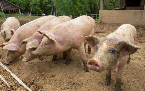 中国研究者发现新型猪流感病毒，具大流行病潜力！