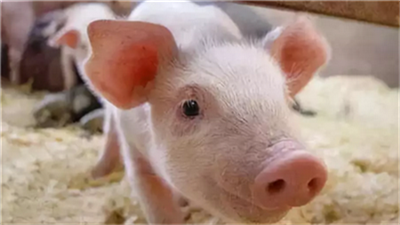 7月1日：全国农产品批发市场猪肉平均价格为45.64元