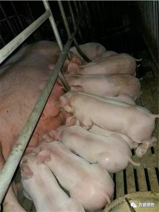 如何防治猪病毒性腹泻？