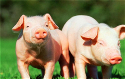 生猪价格6月份反弹逾22% 规模化养殖厂商迎机遇